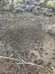 Pogonomyrmex occidentalis