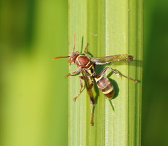 Polistes stigma