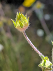 Potentilla breweri