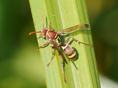 Polistes stigma