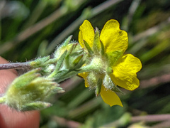 Potentilla breweri