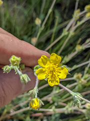 Potentilla breweri