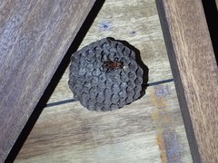 Polistes tenebricosus