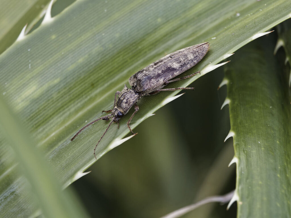 Pectocera amamiinsulana