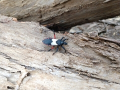 Microtomus purcis
