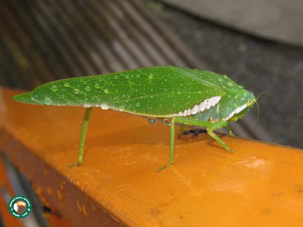 Philophyllia latior