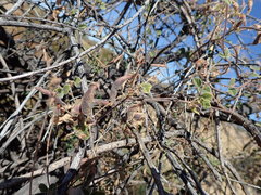 Rhynchosia minima australis