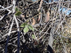 Rhynchosia minima australis