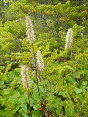 Sanguisorba