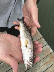 Cynoscion regalis