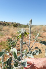 Crotalaria cunninghamii