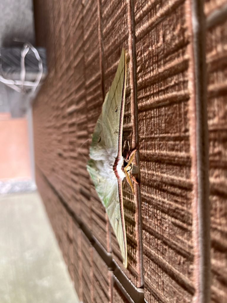 Actias aliena aliena in July 2024 by Eliza · iNaturalist