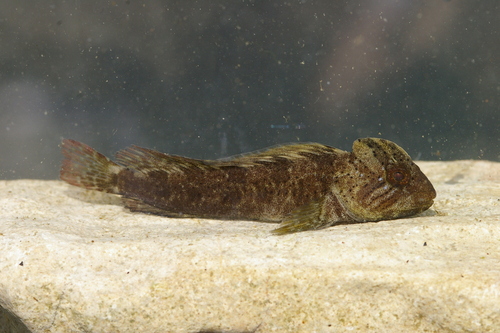 Trichonis blenny (Salaria economidisi) — Blenniidae — 4
