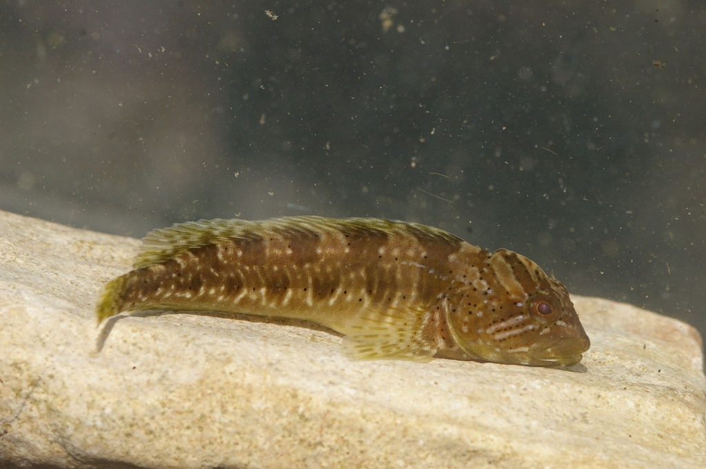 Trichonis blenny (Salaria economidisi) — Blenniidae