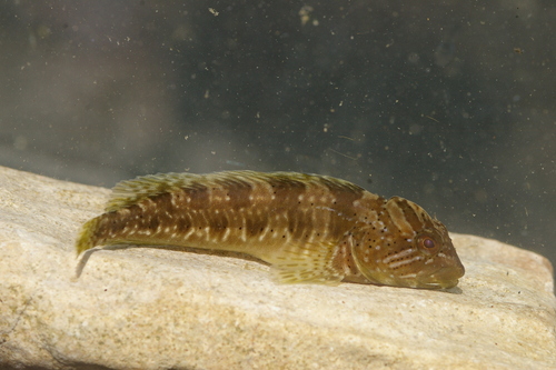 Trichonis-slijmvis (Salaria economidisi) — Blenniidae