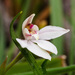 Caladenia prolata - Photo (c) Andrew Dilley, μερικά δικαιώματα διατηρούνται (CC BY-NC), uploaded by Andrew Dilley