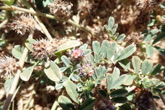 Indigofera linnaei