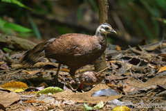 Palawan Peacock-Pheasant photo 1