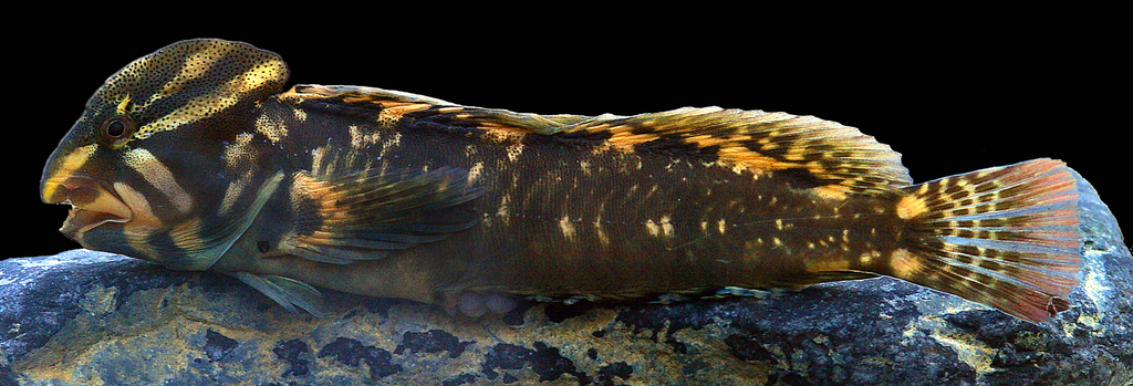 Freshwater blenny (Salaria fluviatilis) — Blenniidae