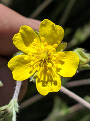 Potentilla breweri