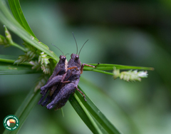 Batrachidea
