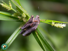 Batrachidea