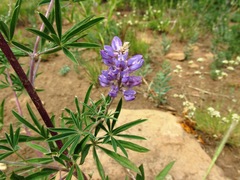 Lupinus caudatus