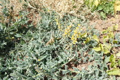 Crotalaria smithiana