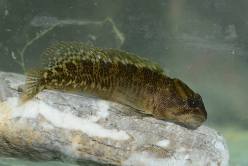 Freshwater Blenny