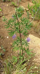 Lupinus caudatus