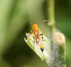 Ischnojoppa luteator