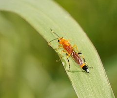 Ischnojoppa luteator