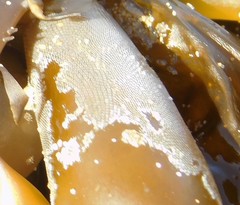 Membranipora membranacea