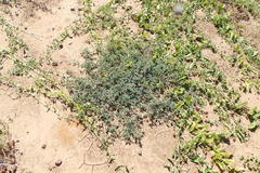 Indigofera linnaei