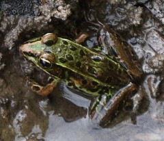 Lithobates kauffeldi