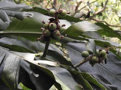 Alpinia hainanensis