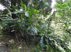Alpinia hainanensis