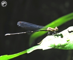 Argia sordida