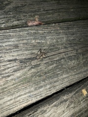 Tachycines asynamorus