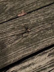 Tachycines asynamorus