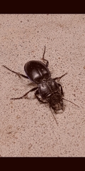Pasimachus californicus