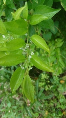 Ilex kusanoi