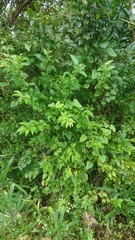 Ilex kusanoi