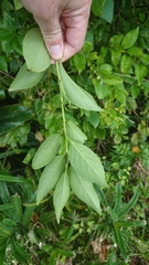 Ilex kusanoi