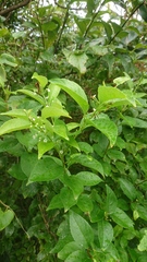 Ilex kusanoi