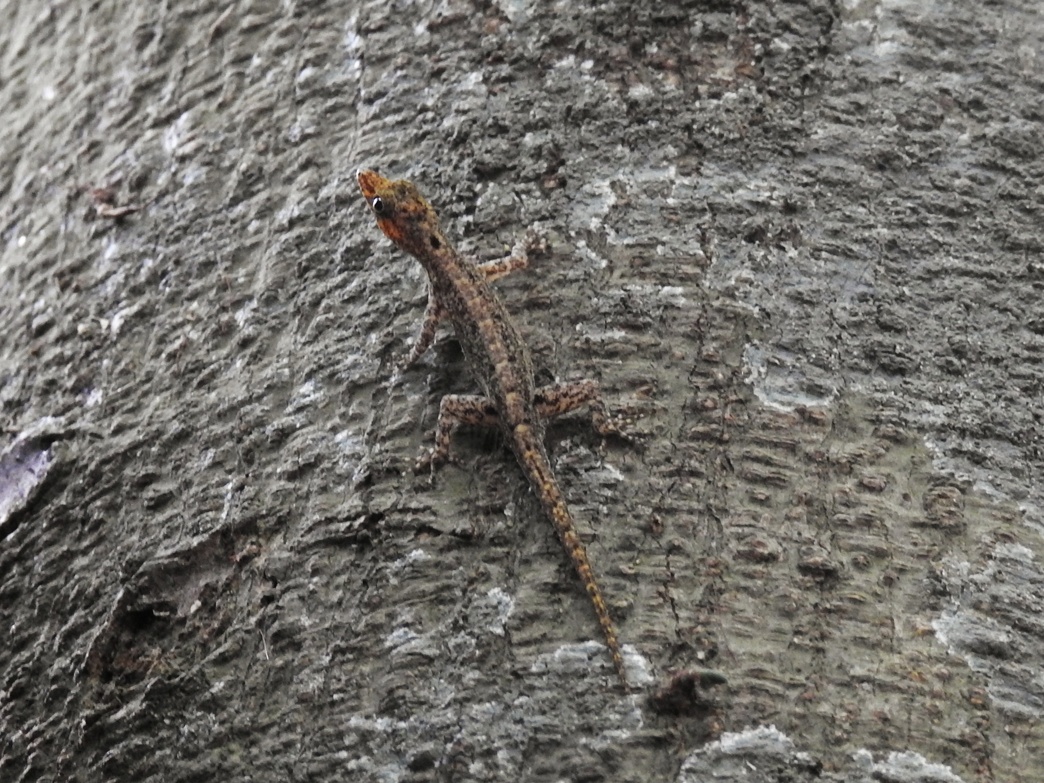 Coastal Day Gecko