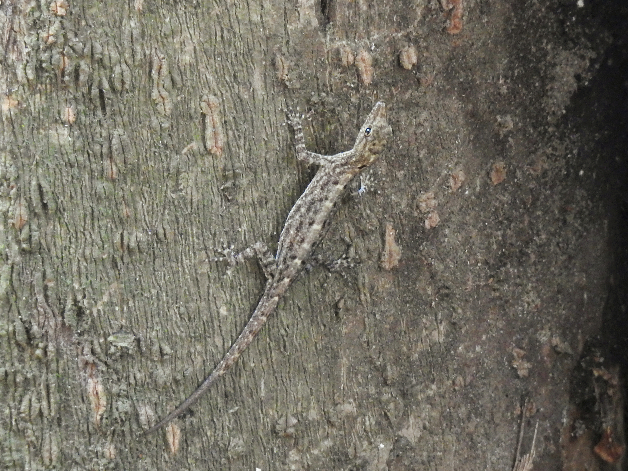 Coastal Day Gecko