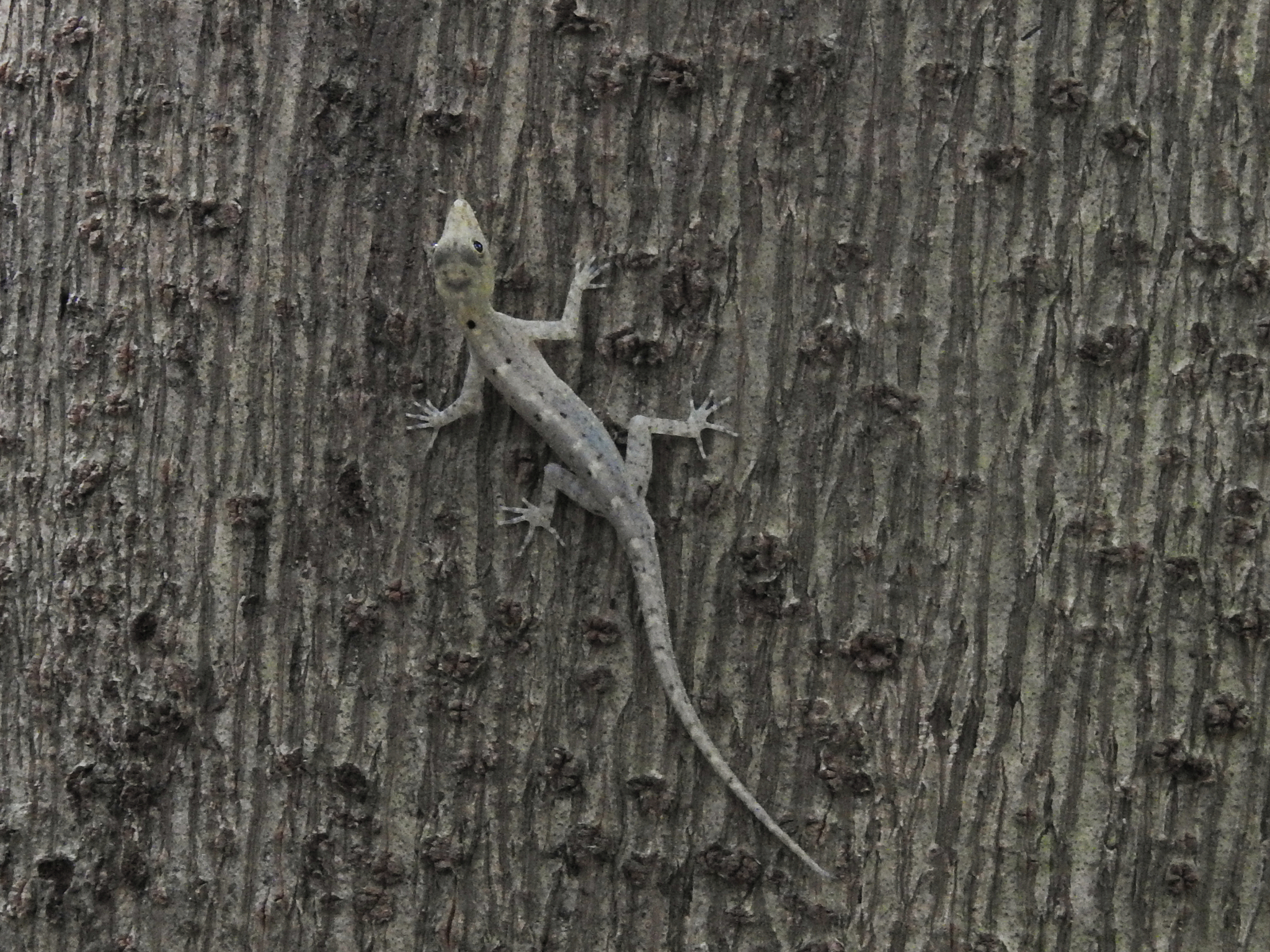 Coastal Day Gecko