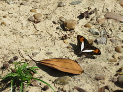 Adelpha capucinus