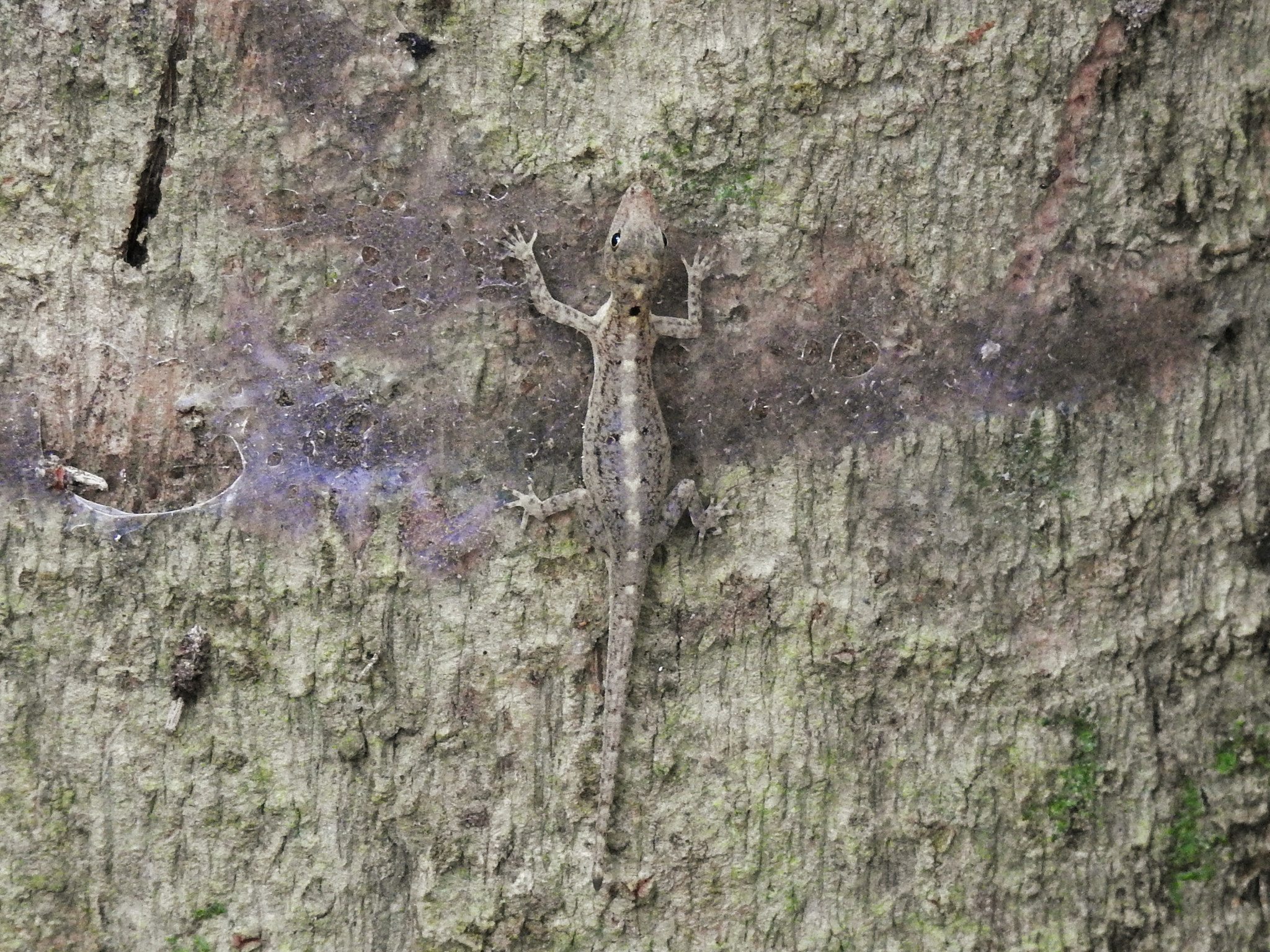Coastal Day Gecko